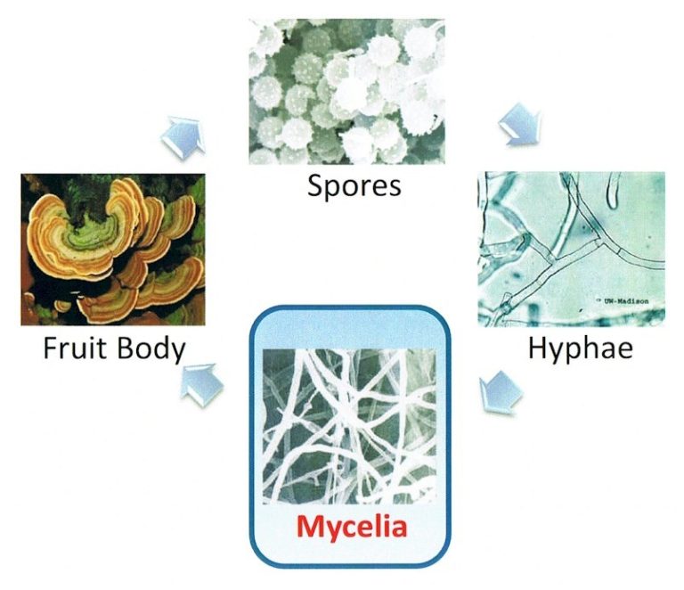 What is Mycelia Extract in Mushrooms? Mushroom Help